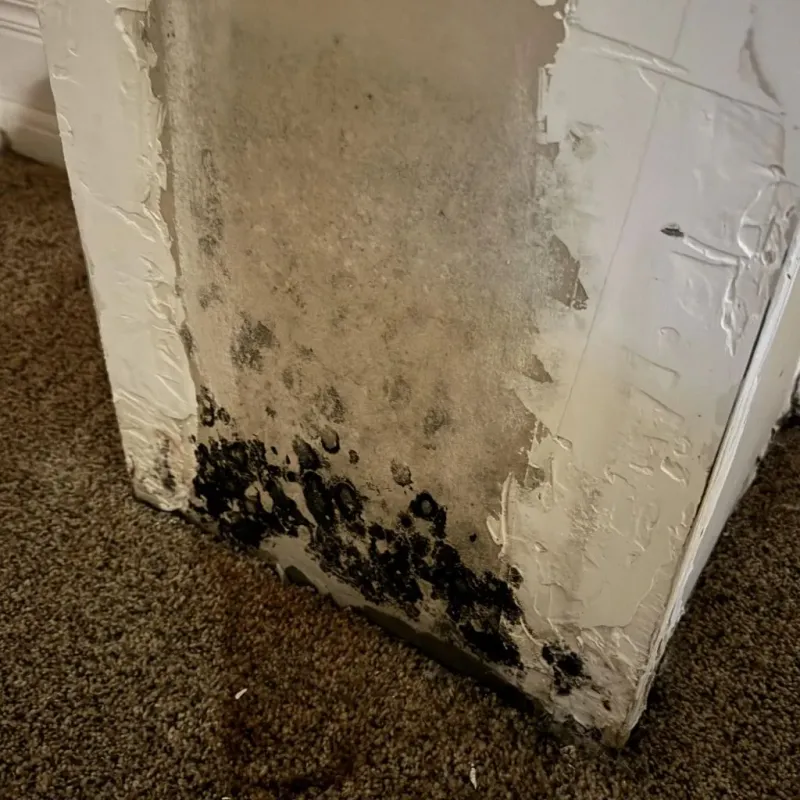 Professional Mold Removal in Bridport, VT